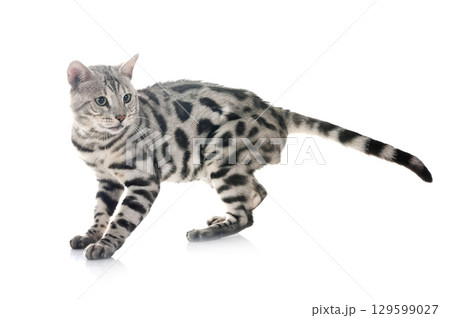 bengal cat in studio 129599027
