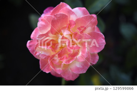 A beautiful yellow-pink rose flower on a background of blurred green leaves. A garden rose. Yellow pink rose flower. A beautiful yellow-pink rose flower on a background of blurred green leaves. A garden rose. Yellow pink rose flower. 129599866