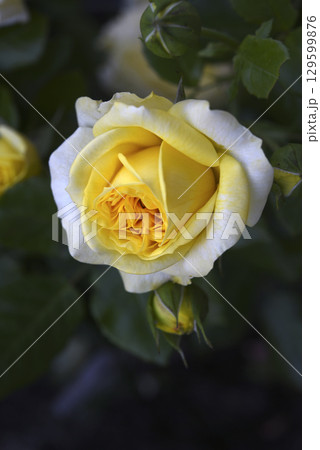 A beautiful yellow rose flower on a background of blurred green leaves. A garden rose. 129599876