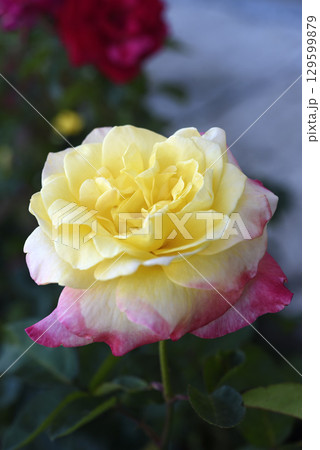 A beautiful yellow-pink rose flower on a background of blurred green leaves. A garden rose. Yellow pink rose flower. A beautiful yellow-pink rose flower on a background of blurred green leaves. A garden rose. Yellow pink rose flower. 129599879