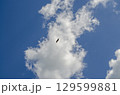 Bird Flying in Blue Sky with White Fluffy Cloudscape 129599881
