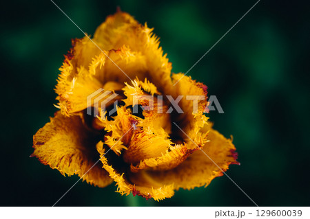 Close-up of a bright yellow tulip bud 129600039