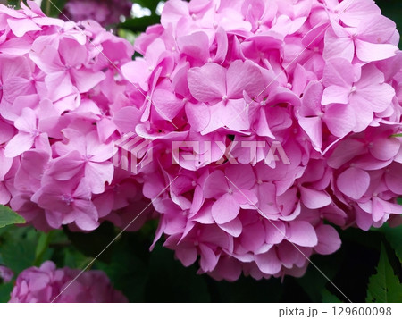 Beautiful Hydrangea Flowers Blooming in a Vibrant Pink Color During Summer in a Garden Beautiful Hydrangea Flowers Blooming in a Vibrant Pink Color During Summer in a Garden 129600098