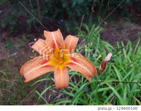Colorful Lily Blooming in a Tranquil Forest Setting After Light Rain Colorful Lily Blooming in a Tranquil Forest Setting After Light Rain 129600100