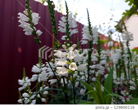Stunning Display of Physostegia Flowers Blooming in a Vibrant Garden Setting Stunning Display of Physostegia Flowers Blooming in a Vibrant Garden Setting 129600116
