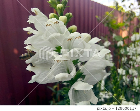 Exploring the Beauty of Physostegia Flowers in a Lush Garden Setting 129600117