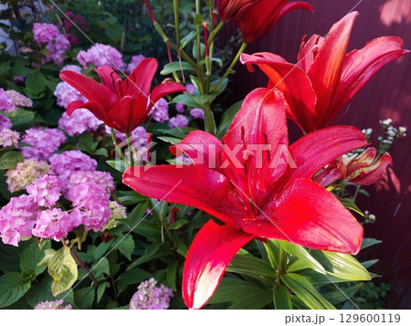 Vibrant Pink Lilies Bloom Amidst Lush Greenery in a Tranquil Garden During Summer 129600119