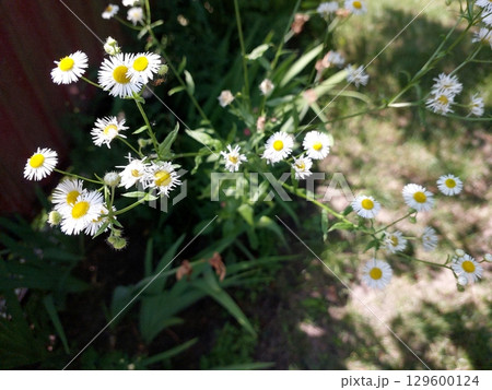White Daisies Blooming Vibrantly in a Lush Garden During Sunny Daytime 129600124