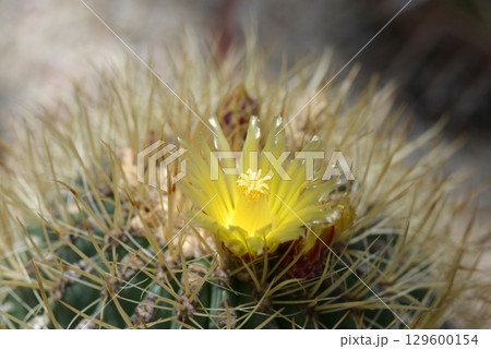 サボテンの花 129600154