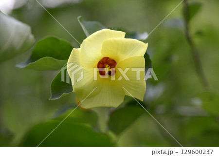 ハマボウ ハマボウ 129600237