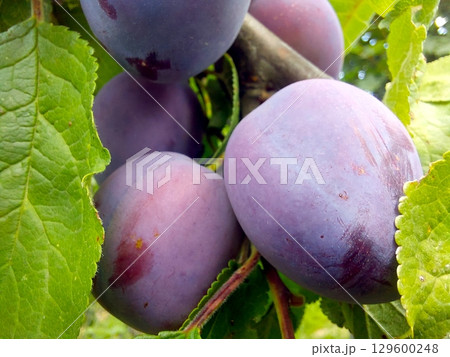Blue Plums Growing on Tree Branches in Vibrant Summer Sunlight Create a Lush Ambiance Blue Plums Growing on Tree Branches in Vibrant Summer Sunlight Create a Lush Ambiance 129600248