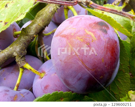 Blue Plums Growing on Tree Branches in a Lush Orchard During Late Summer 129600251