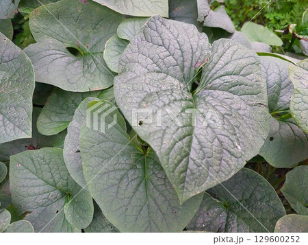 Brunnera Large Leaf Thriving in a Lush Garden During Late Spring Brunnera Large Leaf Thriving in a Lush Garden During Late Spring 129600252