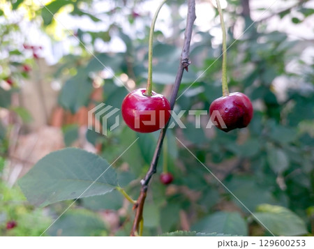 Fresh Cherry Berries Hanging From a Branch in a Lush Garden Setting During Sunny Weather Fresh Cherry Berries Hanging From a Branch in a Lush Garden Setting During Sunny Weather 129600253