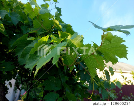Grape Leaves Growing Lushly on Vines in a Sunlit Garden During Summer Months Grape Leaves Growing Lushly on Vines in a Sunlit Garden During Summer Months 129600254