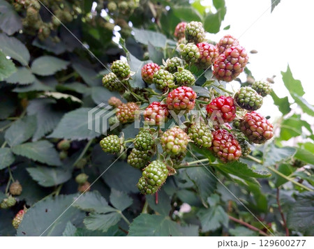 Blackberries Ripening on the Bush in a Lush Green Garden During Late Summer Months Blackberries Ripening on the Bush in a Lush Green Garden During Late Summer Months 129600277
