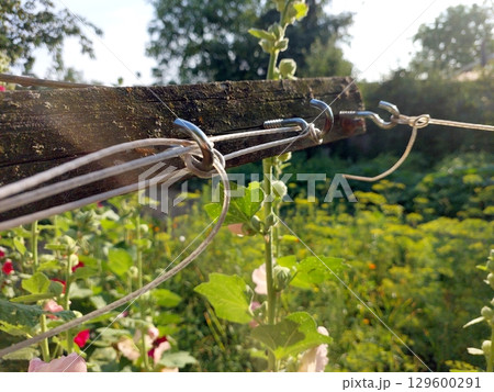 Clothespins and Lines for Drying Laundry on a Sunny Day in the Backyard Garden Clothespins and Lines for Drying Laundry on a Sunny Day in the Backyard Garden 129600291