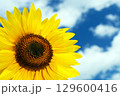 夏の風景　青い空とひまわり 129600416
