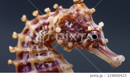 Striking close-up of a seahorse head, highlighting its unique textures and intricate details against a dark background Striking close-up of a seahorse head, highlighting its unique textures and intricate details against a dark background 129600425