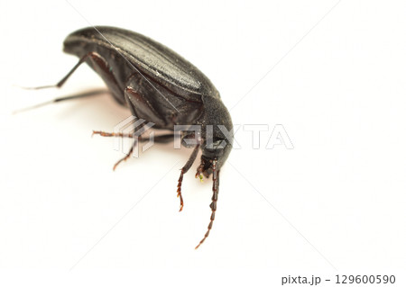 Darkling beetles are one of the largest families of beetles 129600590