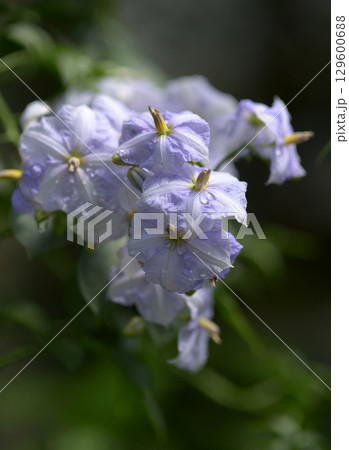 ソラヌム・ヴェンドランディー ソラヌム・ヴェンドランディー 129600688