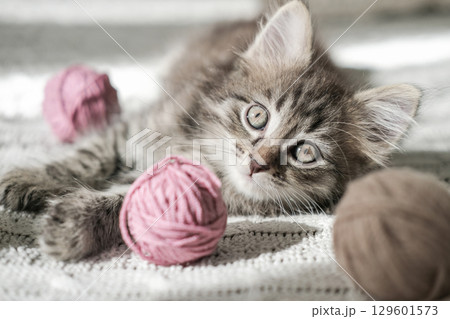 Fluffy tabby kitten with wide eyes lies on white knitted blanket, surrounded by balls of pink and brown yarn. Perfect for themes of playfulness, crafts and cozy pet moments 129601573