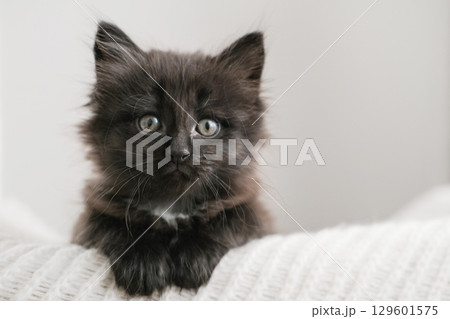 Small fluffy black kitten with big eyes sits on white blanket and looks at the camera. Perfect for themes of pets, cuteness, domestic life and animal care 129601575