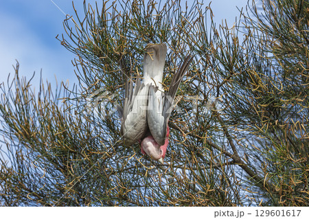 An Australian Galah playing in a tree An Australian Galah playing in a tree 129601617