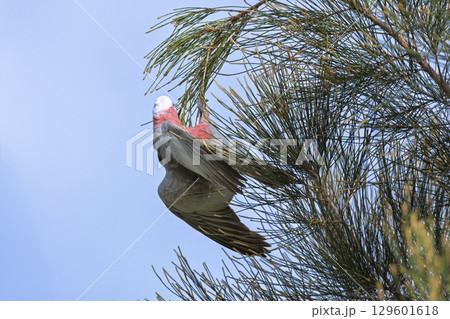 An Australian Galah playing in a tree 129601618