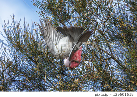 An Australian Galah playing in a tree 129601619