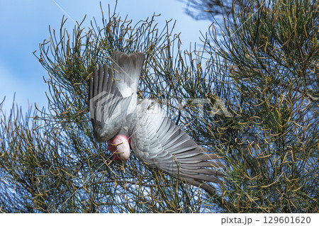 An Australian Galah playing in a tree An Australian Galah playing in a tree 129601620