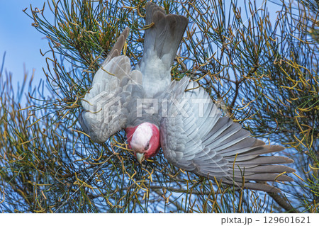 An Australian Galah playing in a tree 129601621