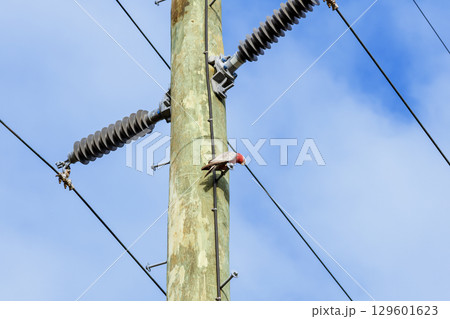 An Australian Galah sitting on a wooden pole An Australian Galah sitting on a wooden pole 129601623