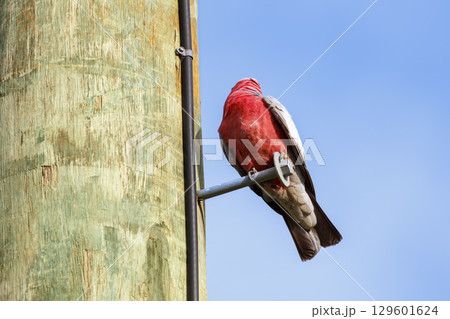 An Australian Galah sitting on a wooden pole 129601624