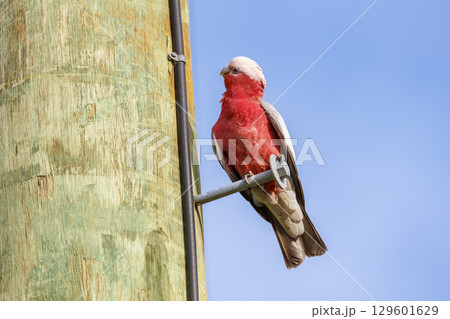 An Australian Galah sitting on a wooden pole An Australian Galah sitting on a wooden pole 129601629
