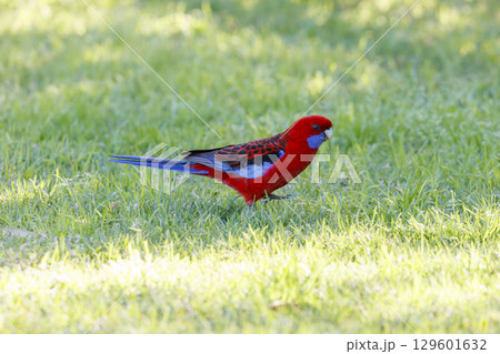 An Australian Crimson Rosella bird walking on green grass An Australian Crimson Rosella bird walking on green grass 129601632