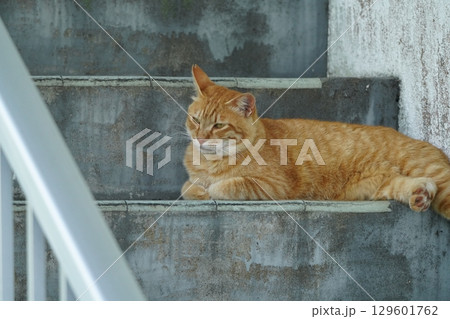 階段でくつろぐ猫 129601762