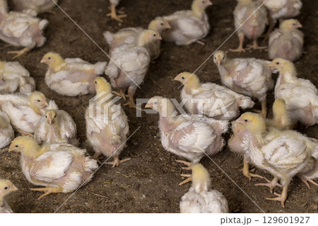 chicken during the change of fluff to feathers, a poultry farm where chicken chickens are raised to produce meat products chicken during the change of fluff to feathers, a poultry farm where chicken chickens are raised to produce meat products 129601927