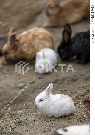 white rabbit and a rabbit of other colors , domestic rabbits in the yard of a house in the countryside 129601945