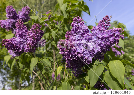 blooming red lilac bushes, a spring park with blooming red lilac flowers in the spring season 129601949