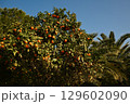 Tangerines hang on lush green branches, in the sunlight against the sky. 129602090