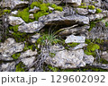 A rock in a forest covered with patches of green moss. A small cave or crevice 129602092