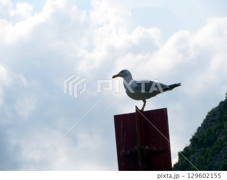 Yellow Legged Gull Perches Majestically on a Wooden Post Under a Cloudy Sky at Dusk Yellow Legged Gull Perches Majestically on a Wooden Post Under a Cloudy Sky at Dusk 129602155