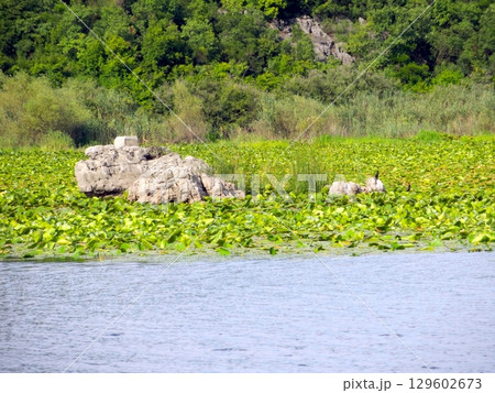 Exploring the Serene Beauty of Skadar Lake in Montenegro With Lush Greenery and Tranquil Waters 129602673