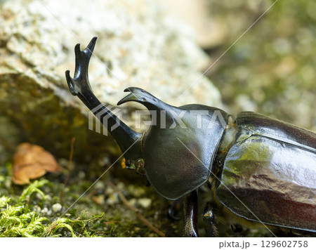 地面に降りたカブトムシのクローズアップ 129602758