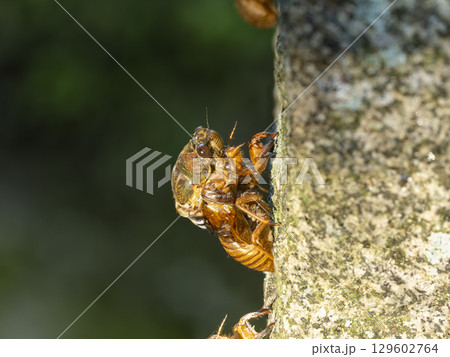 羽化途中のアブラゼミ 129602764