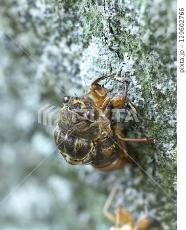 羽化途中のアブラゼミ 羽化途中のアブラゼミ 129602766