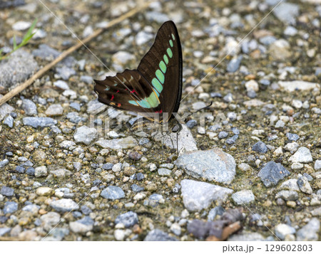 地面の水分を吸うアオスジアゲハ 129602803