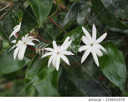 南国の庭に咲くホワイト・ジャスミン―Lake Barrine（豪・QLD）星形の香りに包まれて 129602859