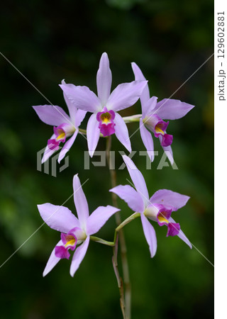 レリア・アンケプス 129602881